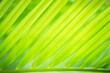 Abstract greenery blurred background of palm leaf.