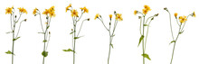 Many Yellow Meadow Wildflowers At Various Angles On White Background