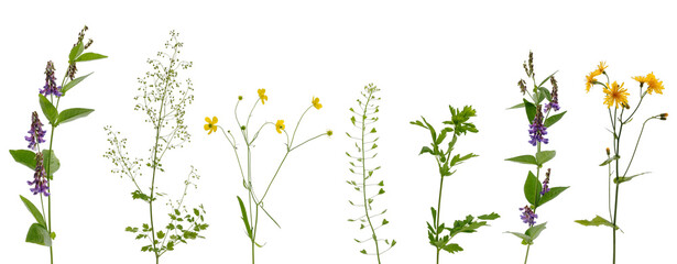 Many various stems of meadow grass with yellow, white and purple flowers on white background