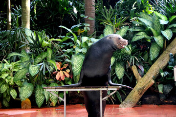 Seal is performing in show at Singapore zoo