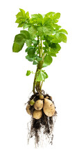 Potato Plant With Tubers On White Background