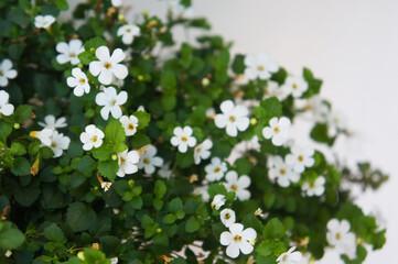 Wall Mural - Shrub of bacopa monnieri or water hyssop white flowers with green