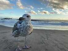Seagulls Of Coney Island,  Friendly, Fearless And Always Curious.... 