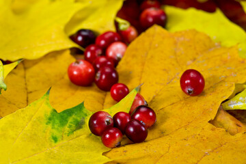 Wall Mural - Cranberries on the colorful yellow maple leaves. Selective focus.