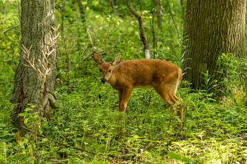 Poster - White tailed deer,fawn in the forest