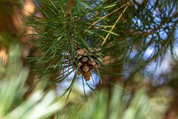 A small bump on a coniferous tree branch with a blurred background.