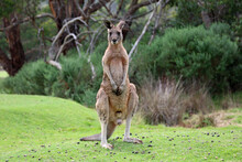 Male Kangaroo Standing - Anglesea Golf Course In Victoria, Australia