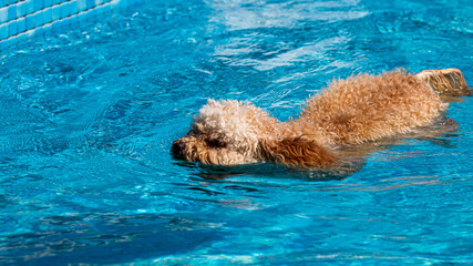 Canvas Print - dog in swimming pool