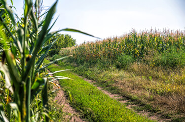 Wall Mural - Dirt road and summer cornfield