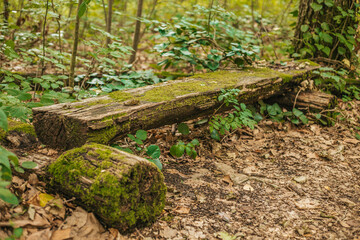 Wall Mural - moss on a tree bench in the woods