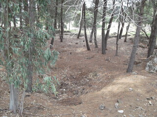 path in the forest