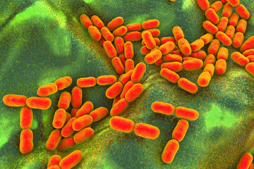 Kingella bacteria, illustration