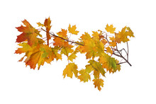 Branch Of Autumn Yellow Maple Leaves Isolated On White Background