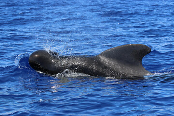 Wall Mural - Long-finned pilot whale, Globicephala melas, Grindwal