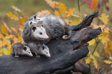 Wall Mural - Virginia Opossum (Didelphis virginiana) Mother With Family Look Right From Atop Log Autumn