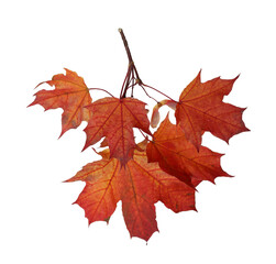 branch of autumn red maple leaves isolated on white background