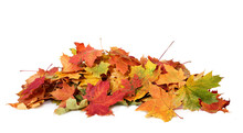 Pile Of Autumn Colored Leaves Isolated On White Background.A Heap Of Different Maple Dry Leaf .Red And Colorful Foliage Colors In The Fall Season