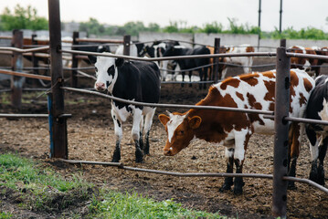 Raising cows for milk production on an industrial farm. Industrial farming farm . Animal husbandry and cow breeding