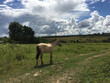 slender horse stands on a path in a field