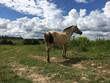 slender horse stands on dry ground