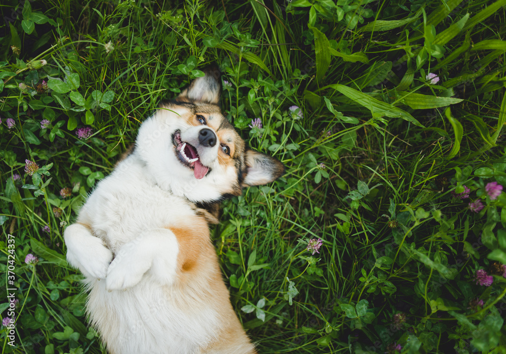 happy and funny, smiling welsh corgi pembroke dog laying down on a ...