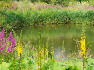 wildflowers by pond