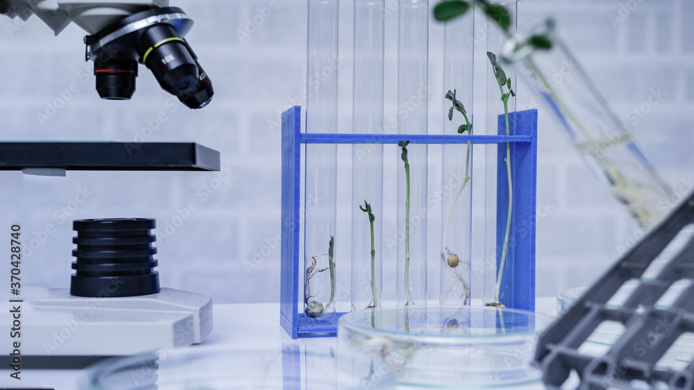 Genetically modified plant tested .Ecology laboratory exploring new ...