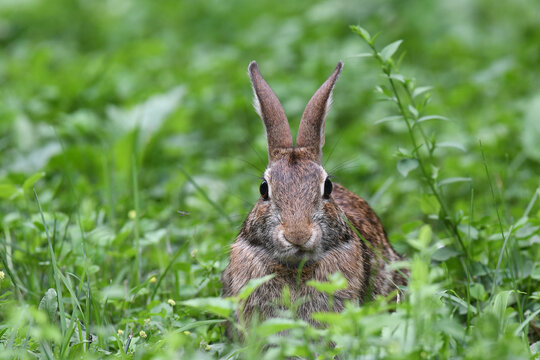 Cute little cottontail rabbit eating grass