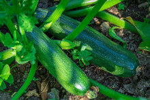 Natural Zucchini On The Plant