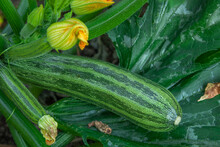 Natural Zucchini On The Plant