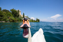 Funny Swan At Villa Borghese At Isola Del Garda, Lake Garda, Italy