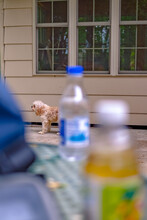 Dog Half Hidden Behind Water Bottle