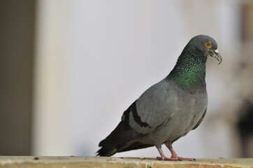 indian pigeon sitting on the stone