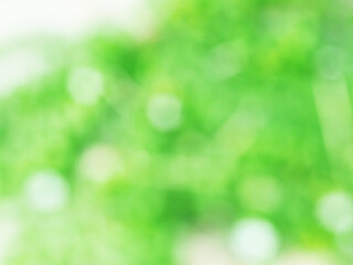 Abstract light green color bokeh beautiful blurred nature background