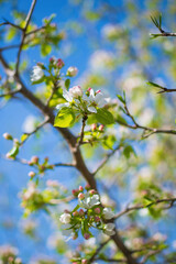 Branch of a blossoming apple tree