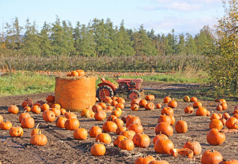 halloween time - pumpkin patch in abbotsford, bc. the view on the bunch of pumpkins on the field, re