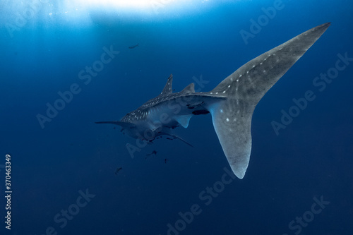Fotomural giant Whale shark swimming underwater with scuba divers