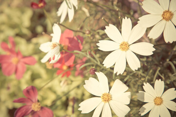 Wall Mural - white and pik cosmos flower in vintage