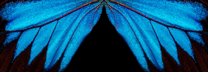 Aufkleber - Wings of a butterfly Ulysses. Wings of a butterfly texture background. Butterfly wings ornament.