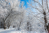 Fototapeta Na sufit - Winter trees on snow in park.