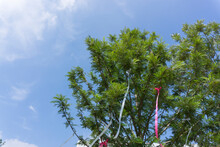 Sliver Oak Tree With White, Red Ribbon Bow On Clear Blue Sky 