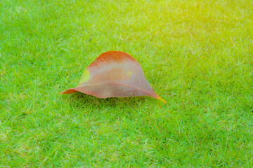 Brown color dried leaf of Tummy wood plant