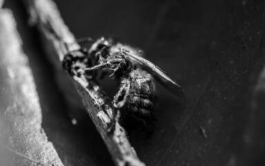 Wall Mural - bee in black and white