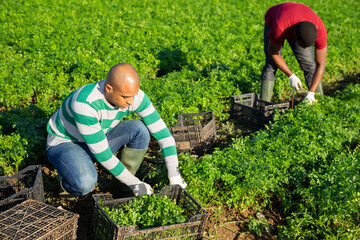 Multinational team of gardeners picking parsley at vegetable farm, seasonal horticulture