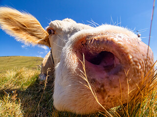 Canvas Print - Cow head close-up in the Italian alps