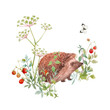 Beautiful floral composition with watercolor cute hedgehog field flowers and berries. Stock illuistration.