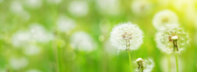 Green flower field with dandelions