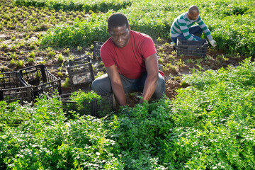 Portrait of skilled African American working on farm field during harvest of parsley in summertime.