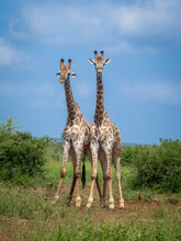 Two Giraffes