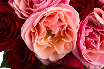 Wall Mural - beautiful pink roses isolated